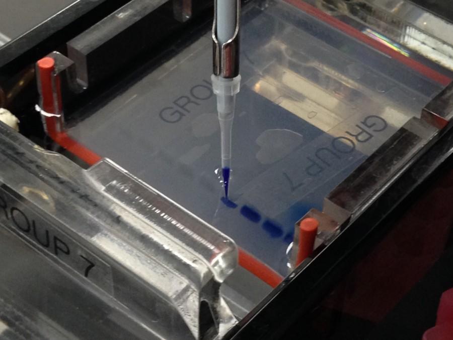 Inserting DNA mixture into gel mold before conducting electrophoresis.