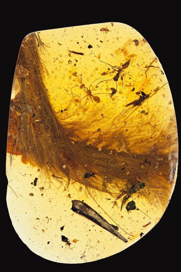 Encased in Amber: Feathered Dinosaur