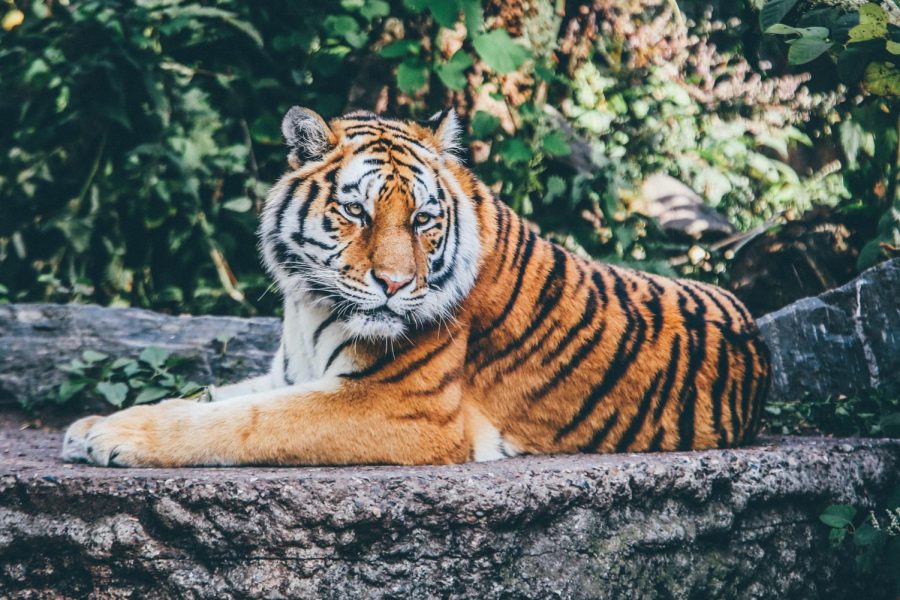 Bronx Zoo Tiger is Diagnosed with COVID-19