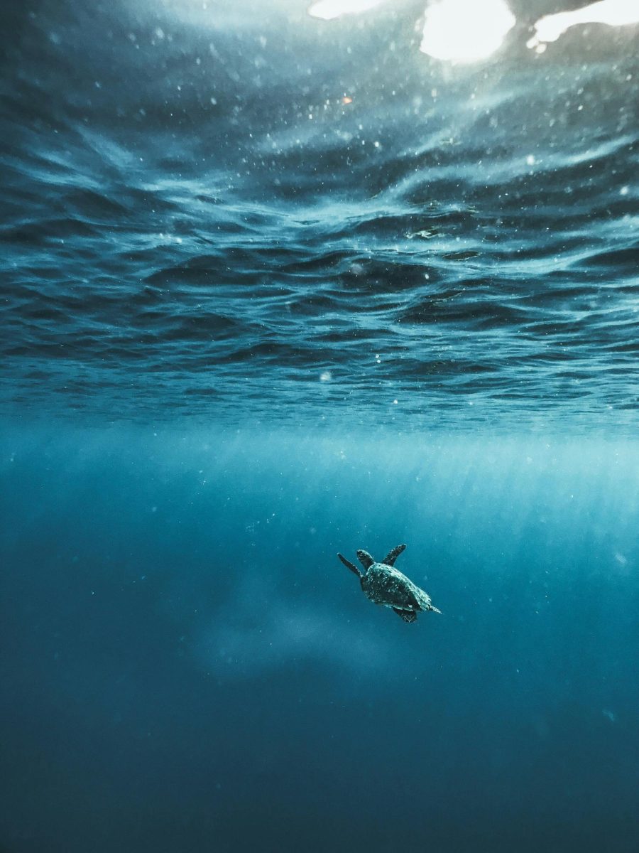 Image courtesy of Naja Bertolt Jensen via Unsplash